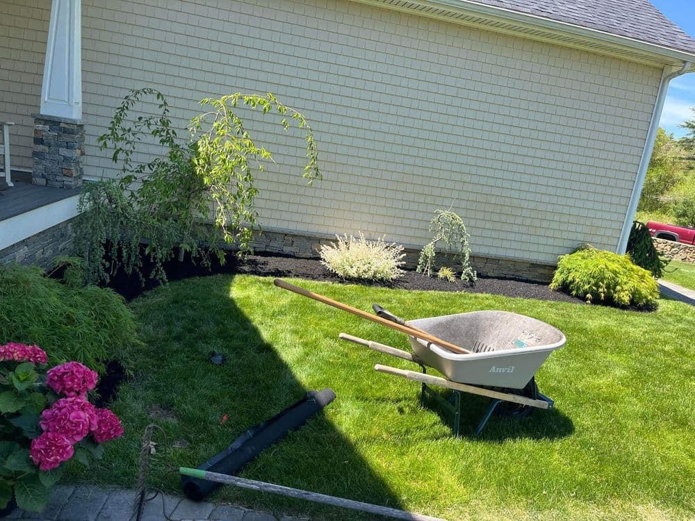 Landscaped garden with a wheelbarrow, plants, and fresh mulch near a house.